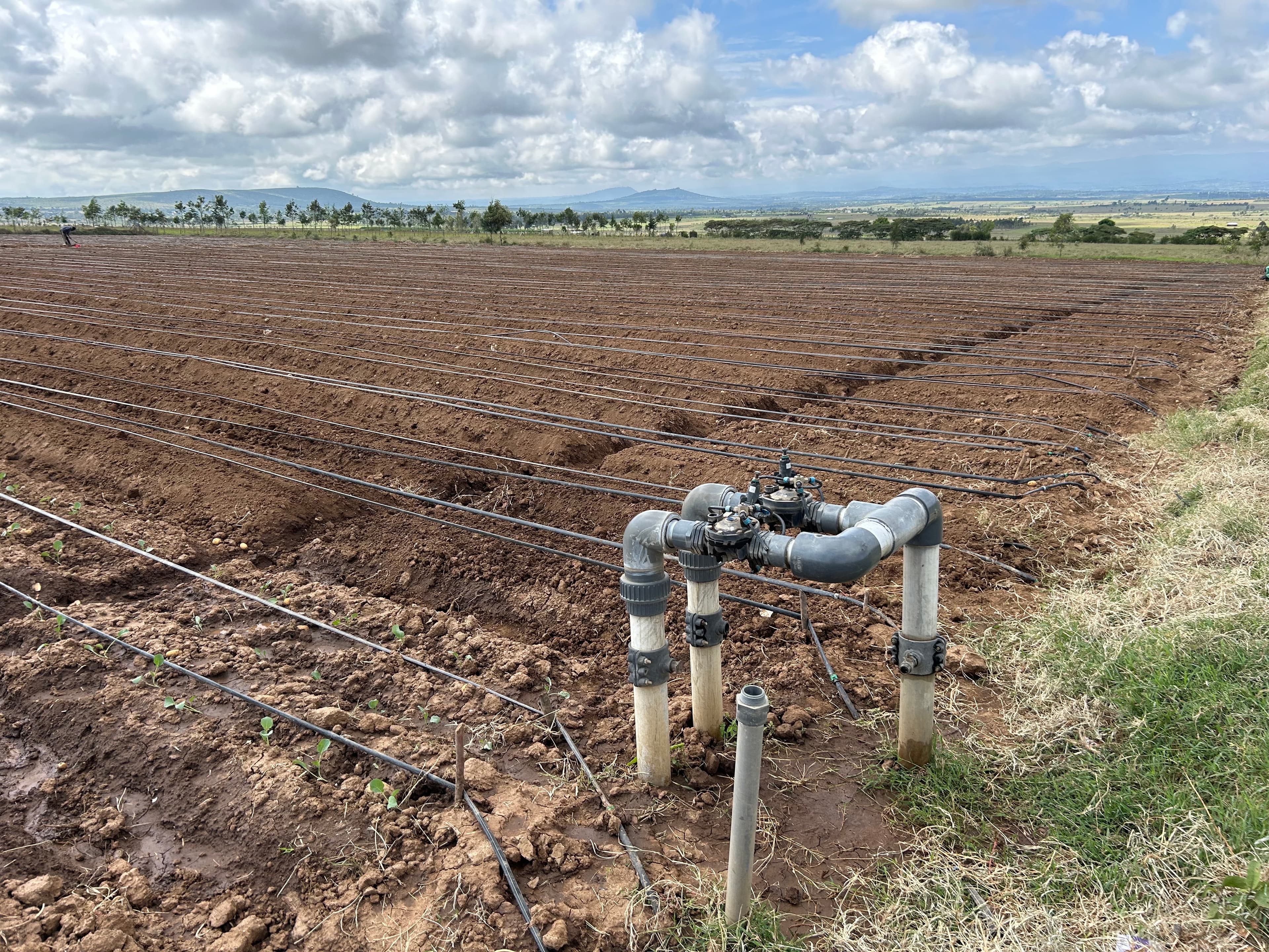 Potato farming and food security in Kenya