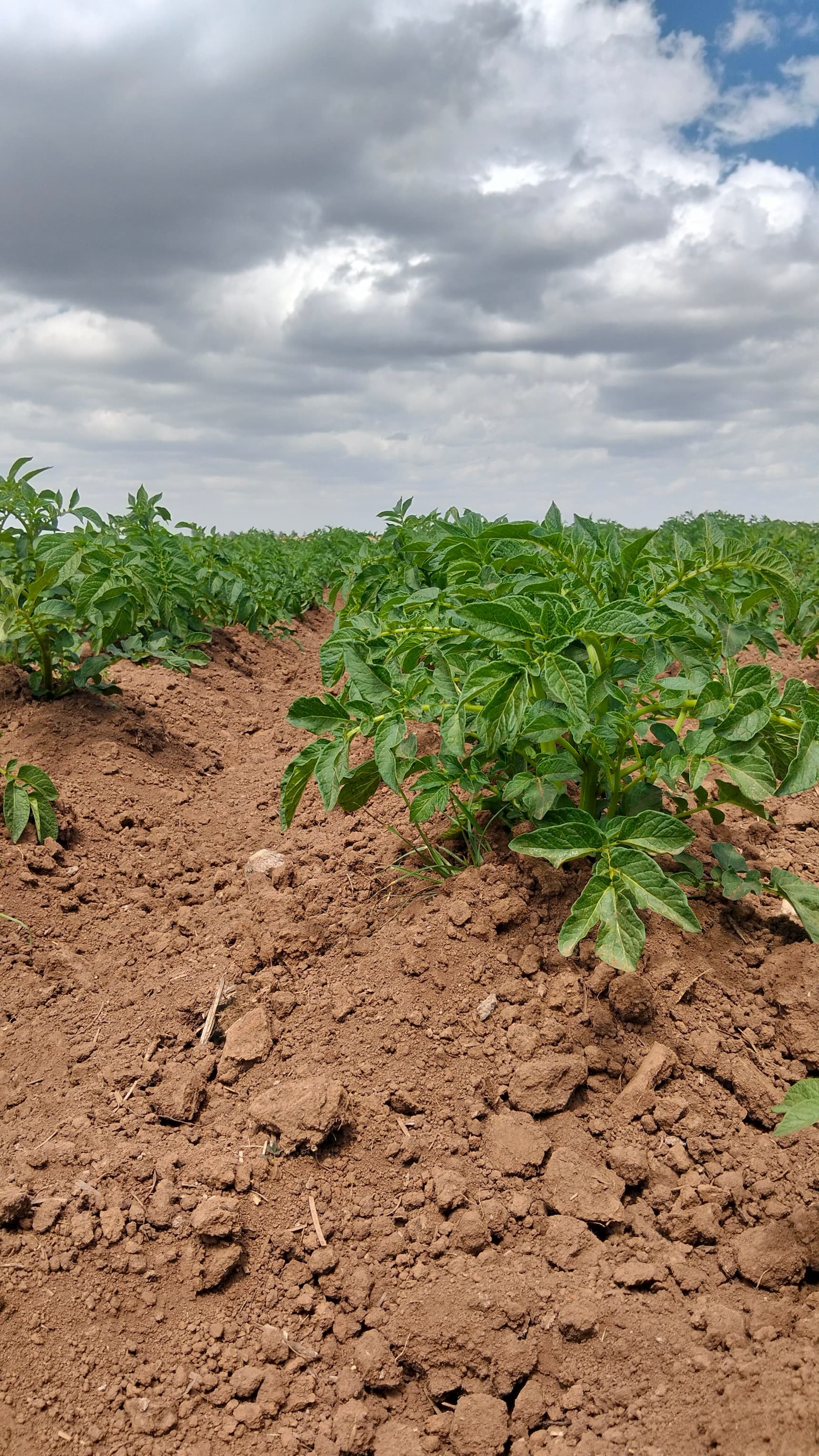 Ware Potato Consultancy