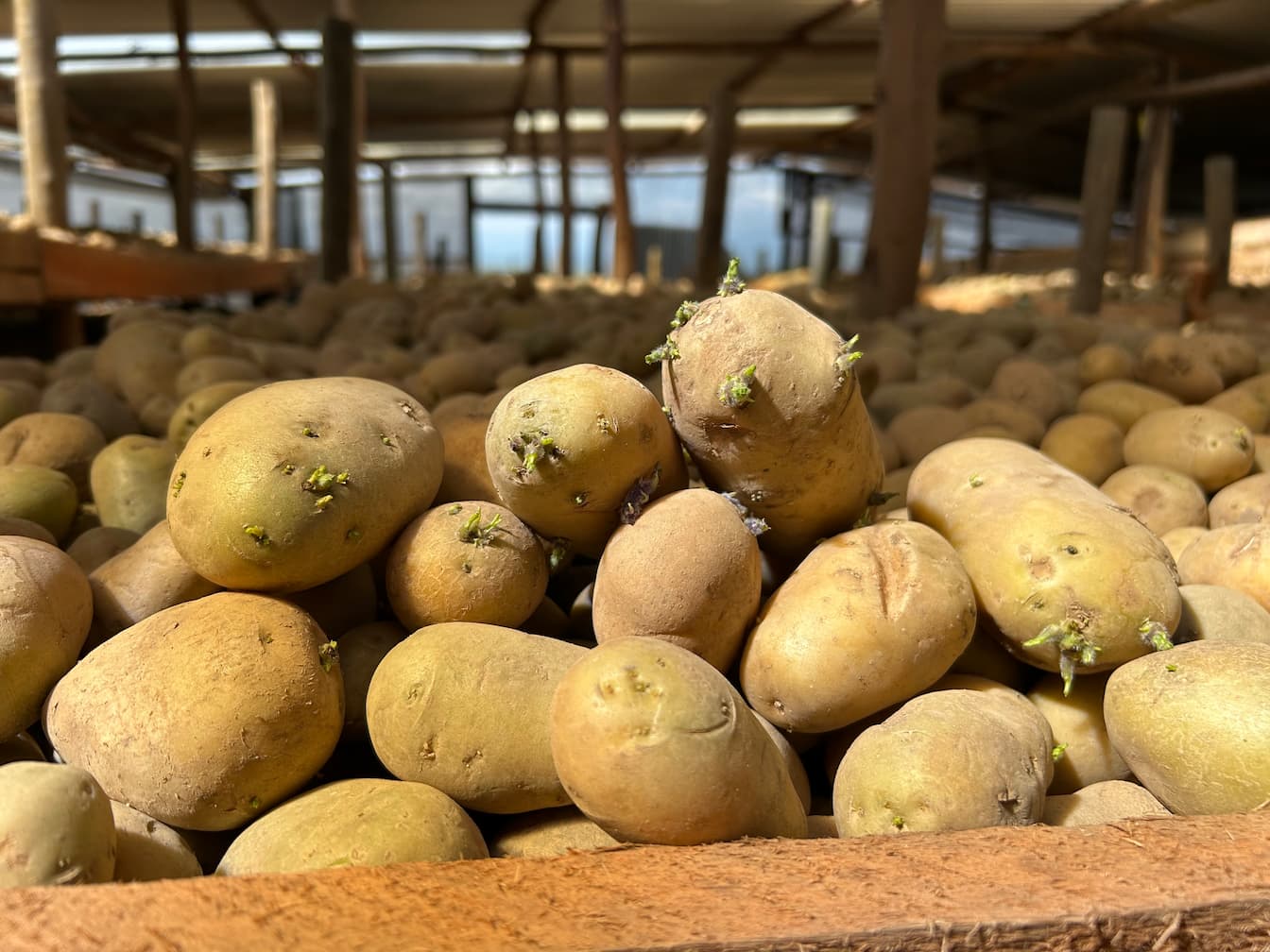 Certified Seed Potatoes